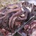 food-and-travel-blog-giant-octopus-pulpo